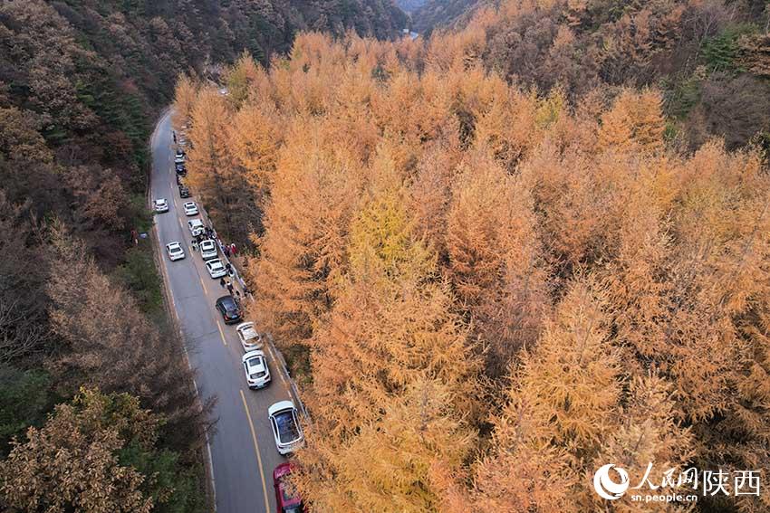 10月30日，210國道秦嶺分水嶺沿途車流如織，秋色正濃。楊凱 攝