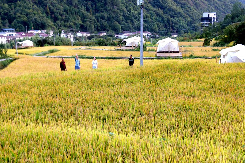 袁家莊街道王家灣村首次發展稻魚混養產業，并搭建帳篷、實施亮化工程等打造景觀，稻田帳篷美麗如畫。吳彥峰攝