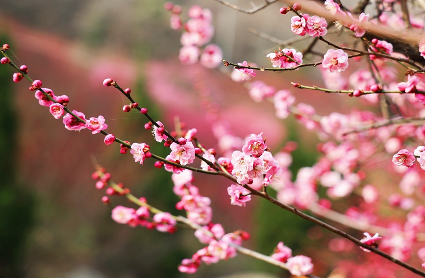 一簇簇梅花盛開，紅似火粉如霞。趙靜 攝