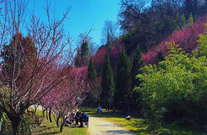 游客專程趕來(lái)賞梅，享受著春日美景。趙靜 攝