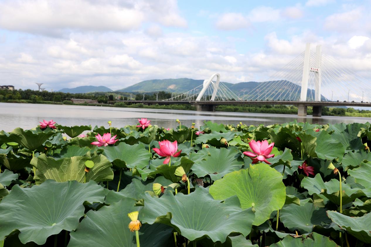 天漢濕地公園蓮花池。