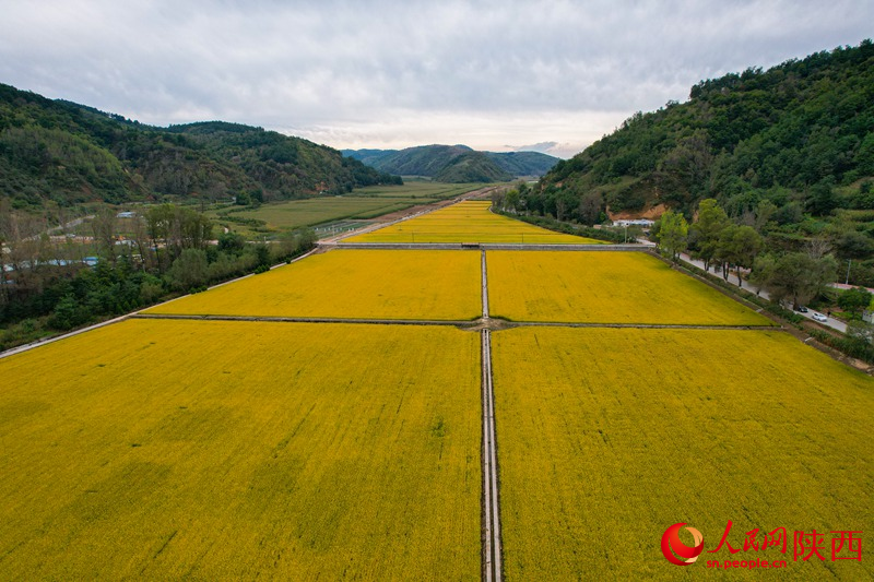 山中的稻田。人民網(wǎng) 黨童攝