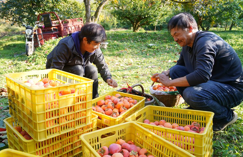 果農(nóng)忙著采摘、分揀、裝筐、運輸，一派豐收景象。王三合攝