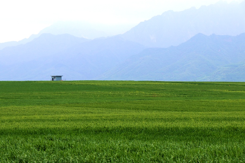 3月21日，秦嶺山腳下，有著“萬(wàn)畝糧倉(cāng)”之稱的西安市長(zhǎng)安區(qū)神禾塬，萬(wàn)畝麥田呈現(xiàn)出一派綠油油的景象。楊凱攝