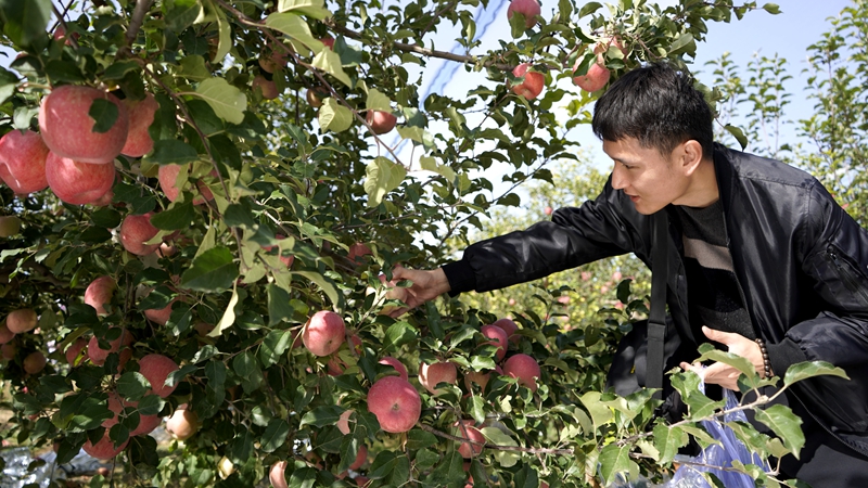 陜西靖邊：蘋果豐收正當時